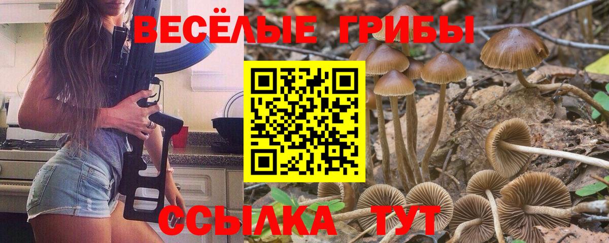 Псилоцибиновые грибы Psilocybe  Вход с VPN  Горячий Ключ  Псилоцибиновые грибы прущие грибы 